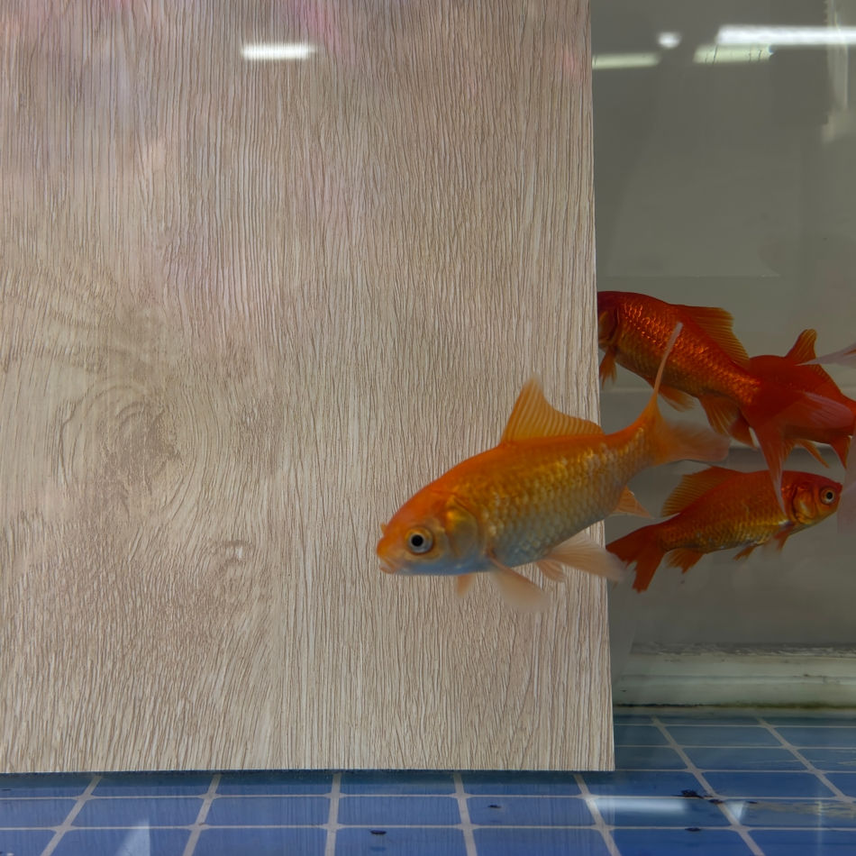 Demonstration of Toxic Free and Pet Friendly SPC Flooring in a Fish Tank
